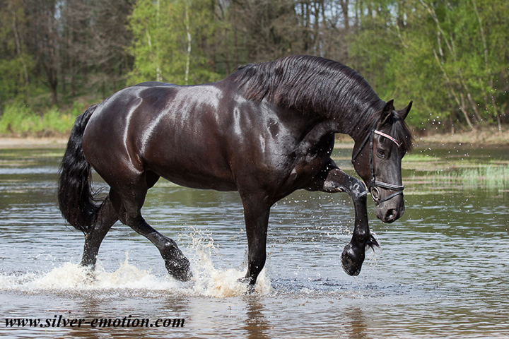 Equestrian Horse Photography - Silver Emotion